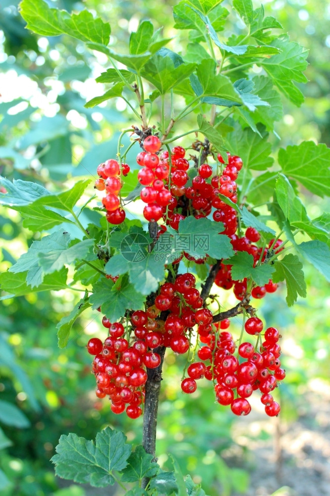 食用树丛上挂着的红草莓绞刑生图片