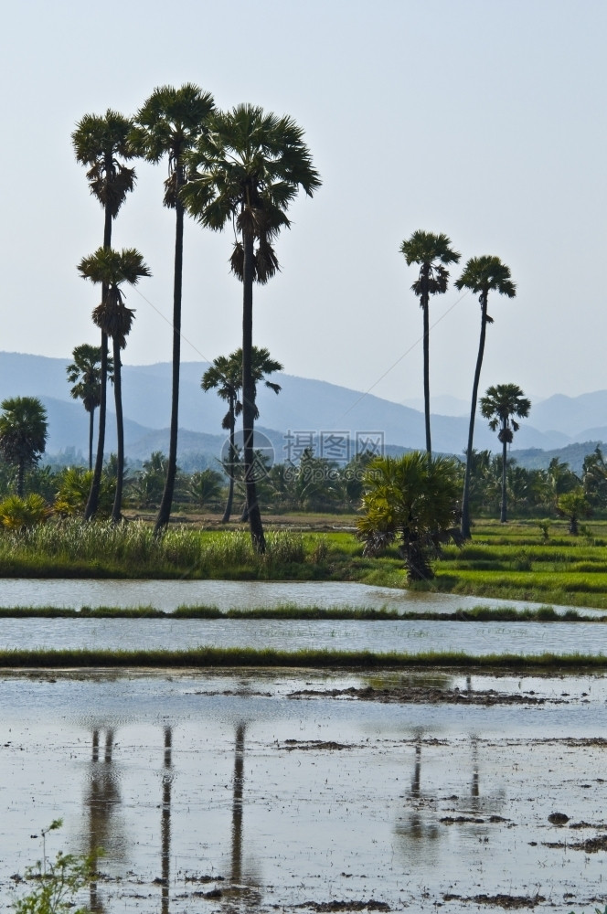热带庄稼旅行绿稻田在很多水中站立图片