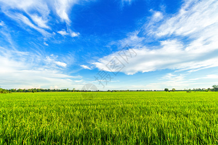 植物金子亚洲人美丽的绿色青玉米田云彩模糊的天空背景图片