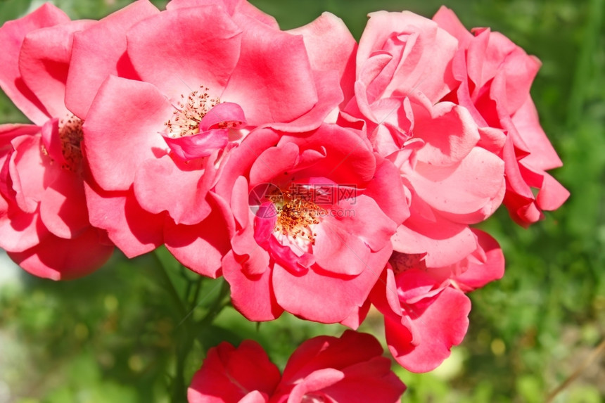 迷人的在阳光明媚夏日花朵中盛开的粉红色玫瑰花脆弱明亮地图片