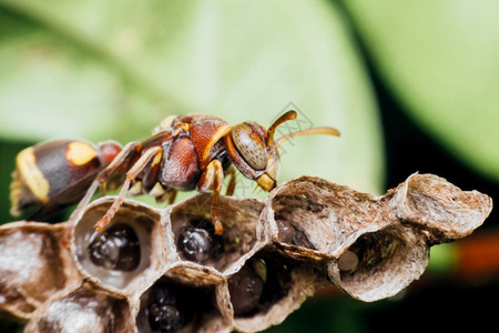 昆虫王国建设Hymenoptera的宏是一大批昆虫由锯木黄蜂蜜和蚂蚁黄色黑组成紧贴在自然质的HymenopteraMacromaofHy背景