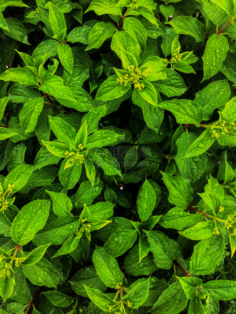 雨后花园绿色植物图片