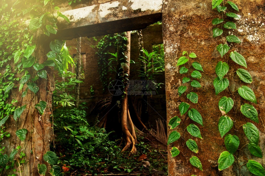 建造在废弃房屋墟中生长的一棵大树上面盖着绿色常春藤和热带植物苔地衣一大棵树人们粗糙的图片