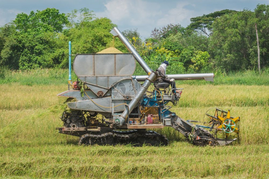 拖拉机强的生长泰国曼谷2017年4月9日泰国曼谷附近稻田收割成熟米的混合机器图片