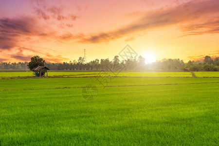 阳光美丽的绿田玉米或亚洲玉米种植地日落天空背景的农业收成黄色的树图片