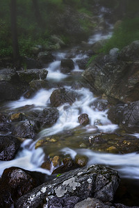 苔藓山中雾漫的一天有条小河垂直的视线天气翠绿图片