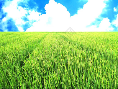 蓝天白云中的稻田自然乡村玉石图片