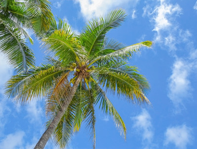 安宁场景蓝天空背的椰子棕榈树菲律宾旅游图片