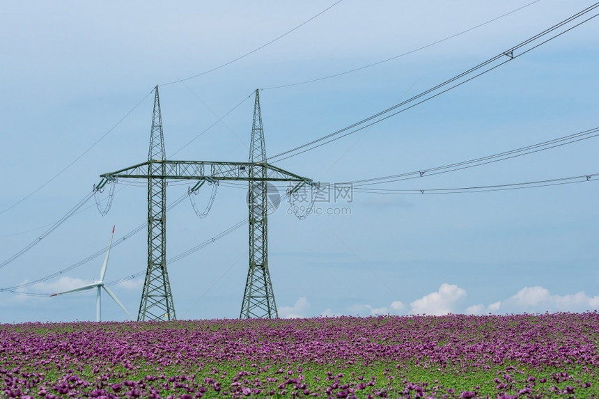 在一片田野中花朵的紫帕弗索姆尼芬和高压电柱缆行业景观图片