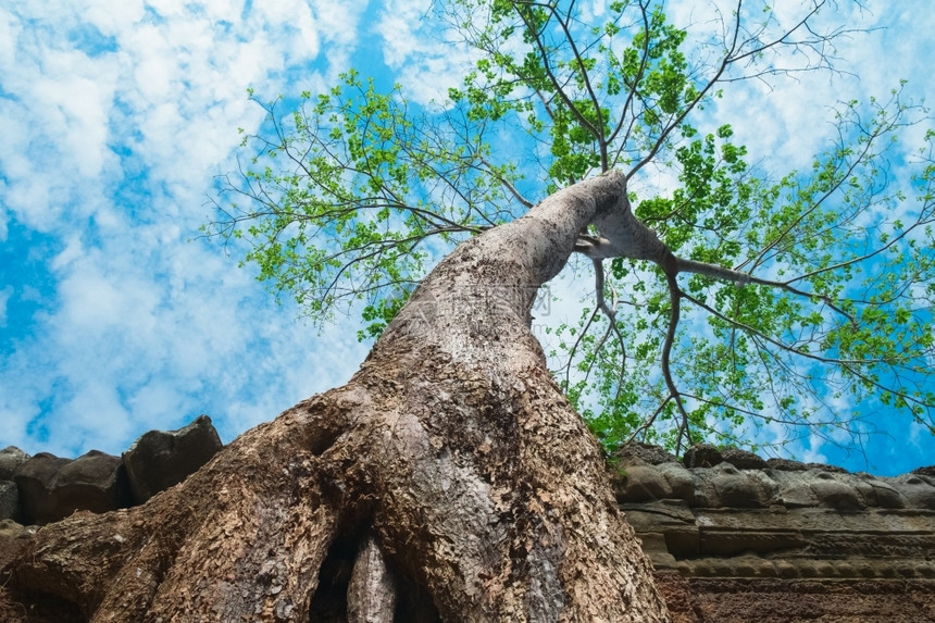 生长热带柬埔寨东南亚吴哥瓦塔普罗罕寺大树户外图片