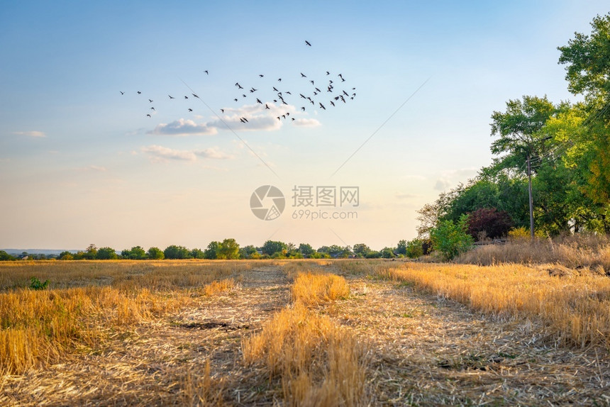 景观一群鸟儿飞过牧草小麦田鸟儿飞过地太阳农村图片