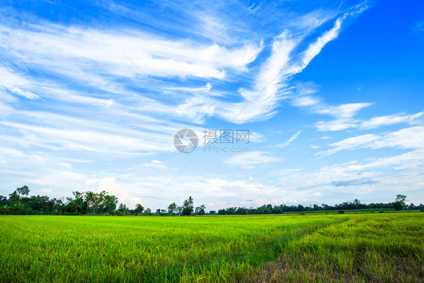 粮食美丽的绿色青玉米田云彩模糊的天空背景草地白色的图片