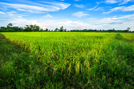 收成日落农业美丽的绿色青玉米田云彩模糊的天空背景图片
