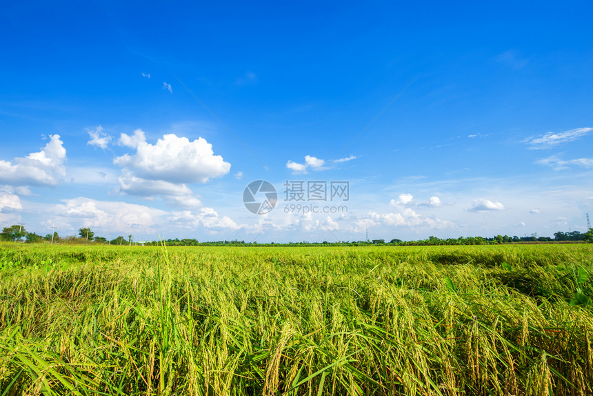 地平线户外麦田美丽的绿色青玉米田云彩模糊的天空背景图片