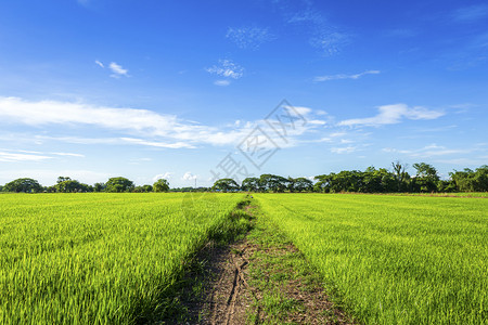 美丽的绿色青玉米田云彩模糊的天空背景麦田日落环境图片