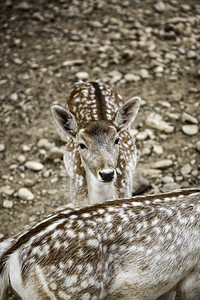 草原上的野生动物鹿高清图片