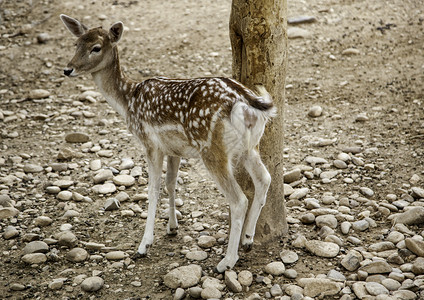 草原上的野生动物鹿图片