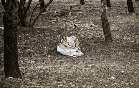 斑鹿角野在农场里哺乳动物细节喇叭高清图片