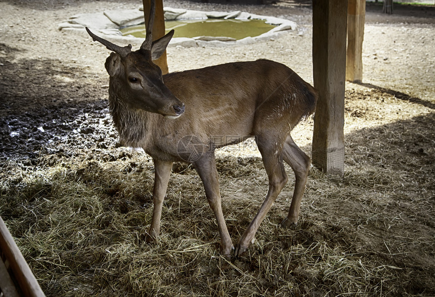 春天丛林路野鹿在农场里哺乳动物细节图片