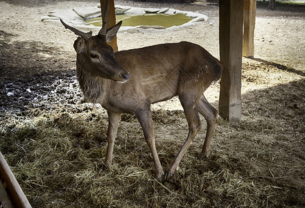 春天丛林路野鹿在农场里哺乳动物细节高清图片