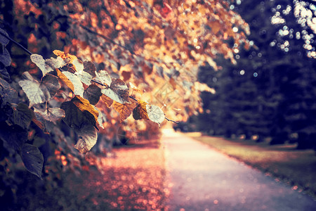 秋季景观公园图片