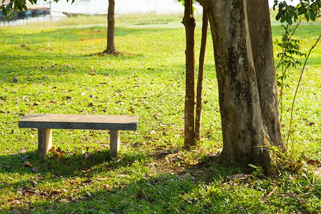 公园树下草坪上的A长凳在公园树下长椅自然小路图片