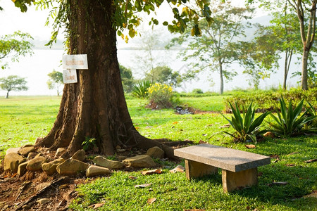 公园树下草坪上的A长凳在公园树下叶子户外院图片