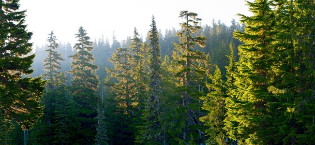 美国华盛顿州日出时分Rainier山公园的森林美国人常绿风景优美图片