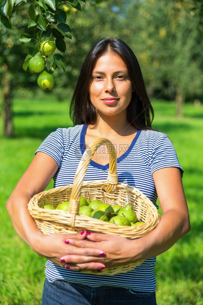 晚的欧洲妇女拥有果园中装满绿梨的螺旋篮子成熟荷兰图片
