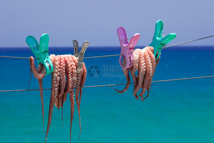 太阳下烘干的新鲜章鱼图片