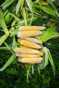粮食物年轻的夏季收集幼玉米从菜园收获农业特写夏天收集幼玉米图片
