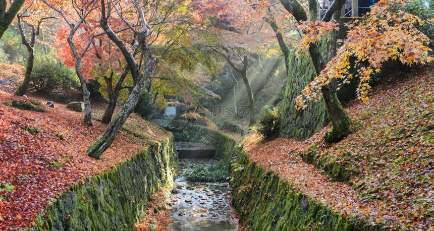 日本京都i寺庙清晨美丽的薄雾秋色图片