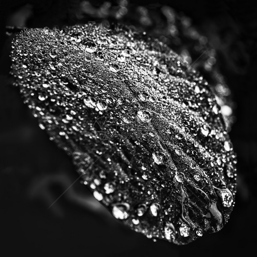 闪耀一种叶子露水或切上的雨自然黑白背景有选择的焦点浅深田地精明水滴落在树叶上图片