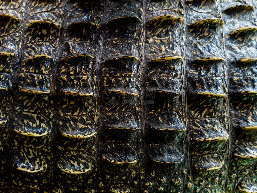 梯子雨林泰国皮肤鳄鱼关闭真正的鳄鱼皮纹理爬虫动物图片