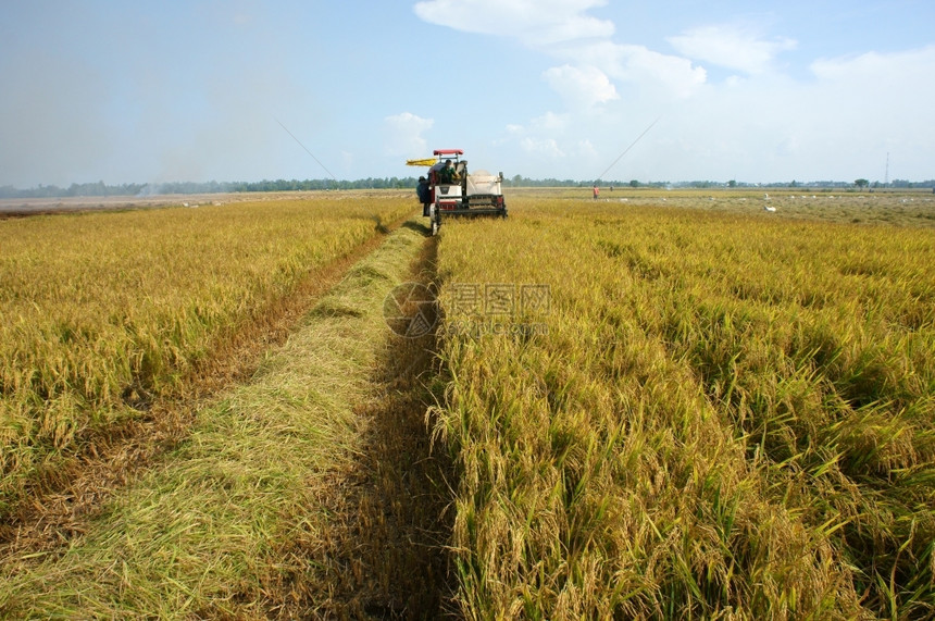机械2013年9月2日在越南东塔普DongThap由联合收获者在成熟稻田收割米于2013年9月2日前往越南东达普TongThap图片