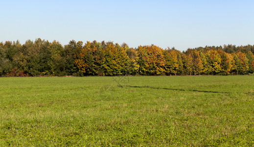 场地平线上在森林前生长着秋草印度夏季的秋天印度夏季的日田脸红枫图片