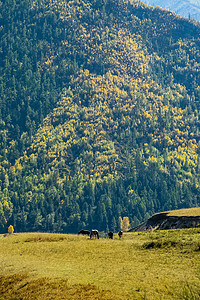绿化吊带裤夏天马在阿尔泰山脚下的草地上吃马在阿尔泰山脚下的草地上吃图片
