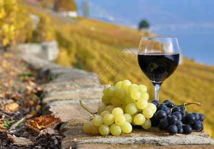 瑞士Lavaux地区葡萄园露台的红酒和葡萄瑞士酒起司托斯卡纳图片