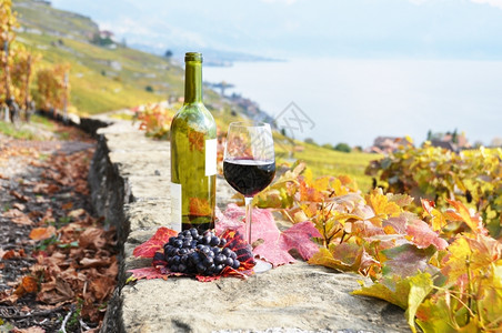 夏天旅行瑞士Lavaux地区葡萄园露台的红酒和葡萄瑞士落下图片