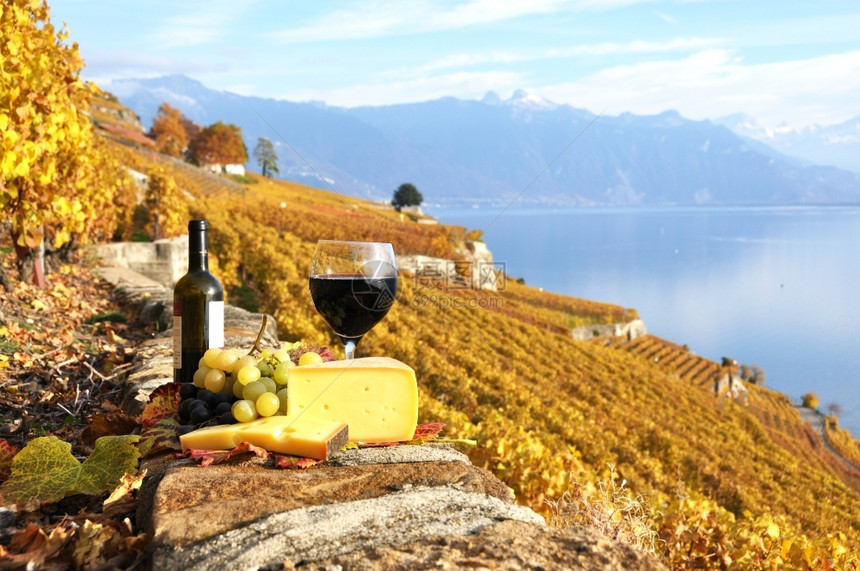 瑞士Lavaux地区葡萄园露台的红酒和葡萄瑞士厂拉沃山图片