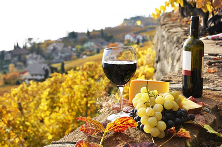 日内瓦法国瑞士Lavaux地区葡萄园露台的红酒和葡萄瑞士栽培图片