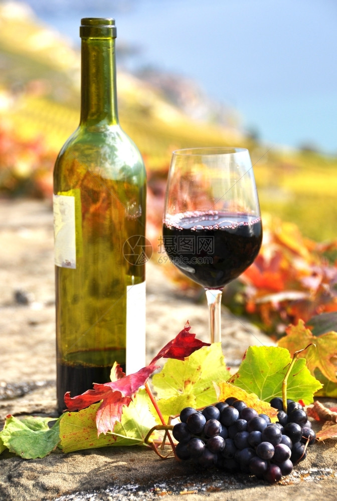浪漫的瑞士Lavaux地区露台葡萄园上的红酒和葡萄生长成熟图片