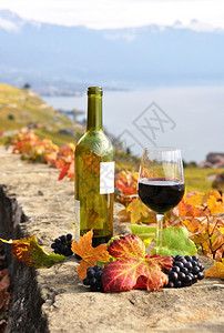 蒙特勒簇瑞士Lavaux地区露台葡萄园上的红酒和葡萄生产图片