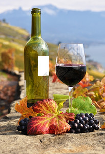 瑞士Lavaux地区露台葡萄园的红酒杯葡萄叶子农业图片