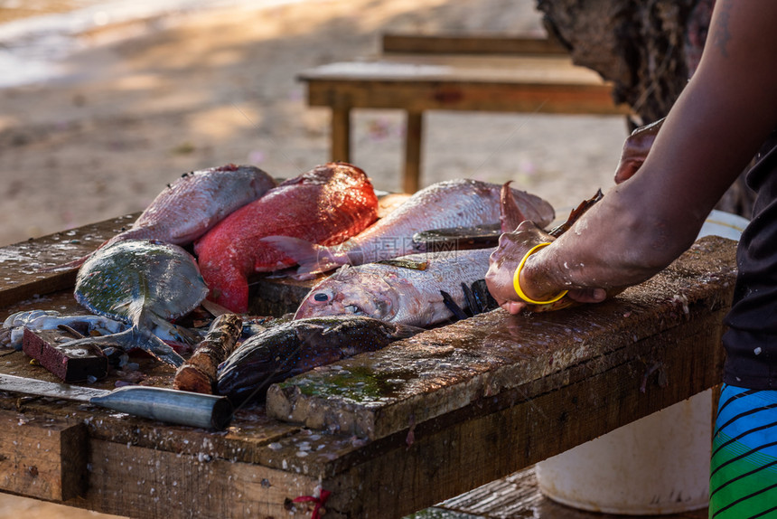 男人石斑鱼工作在毛里求斯海滩上一个肮脏的木板桌子上清理新鲜鱼的滑雪者亲手打扫图片