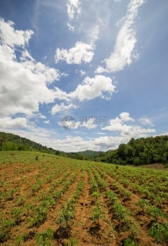 景观木薯野地场气候图片