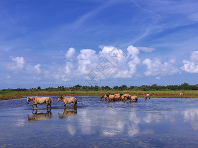 水在法国索姆湾的沼泽地汉森马匹池塘植被图片