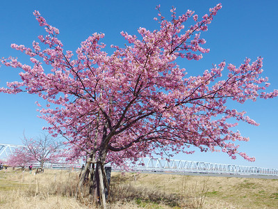 四月地面日本樱花全盛开的粉红樱花春季树和蓝天空公园图片