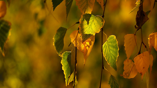 阳光照在秋叶上背景图片
