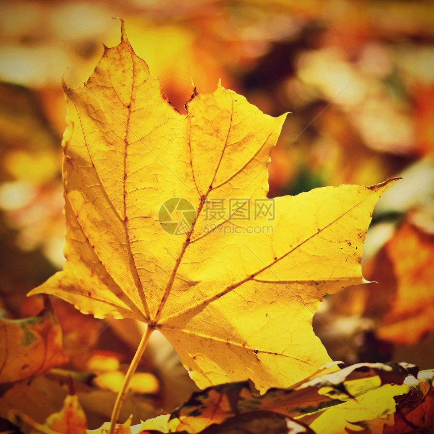 秋季金黄色落叶图片
